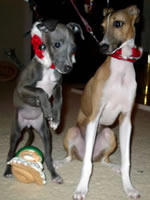 Alphie & Patsy, About Time Italian Greyhound Puppies!